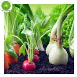 Vegetables Plants/সবজির চারা-collection-image